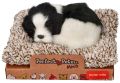 Śpiący na legowisku Border Collie