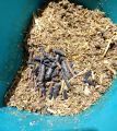 Makuch mix 3kg