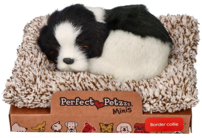 Śpiący na legowisku Border Collie